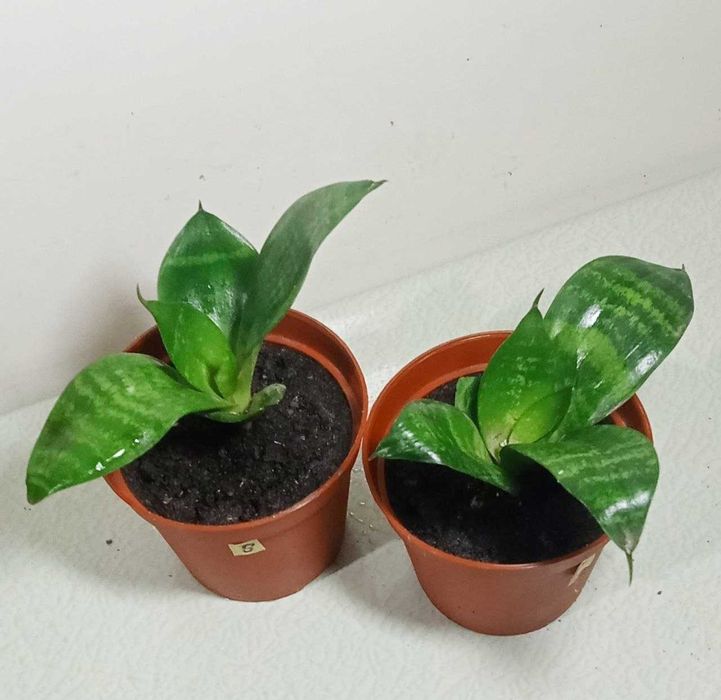 Продам. Сансевиерия цветок - чемпион по производству кислорода.