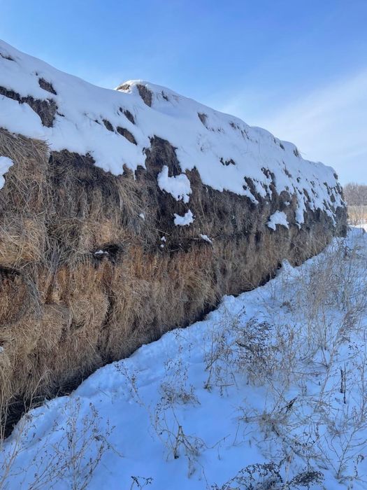 Шөп сатылады!!! Срочно