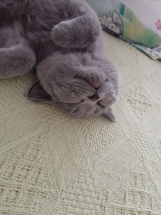 Отдам кошечку в добрые руки