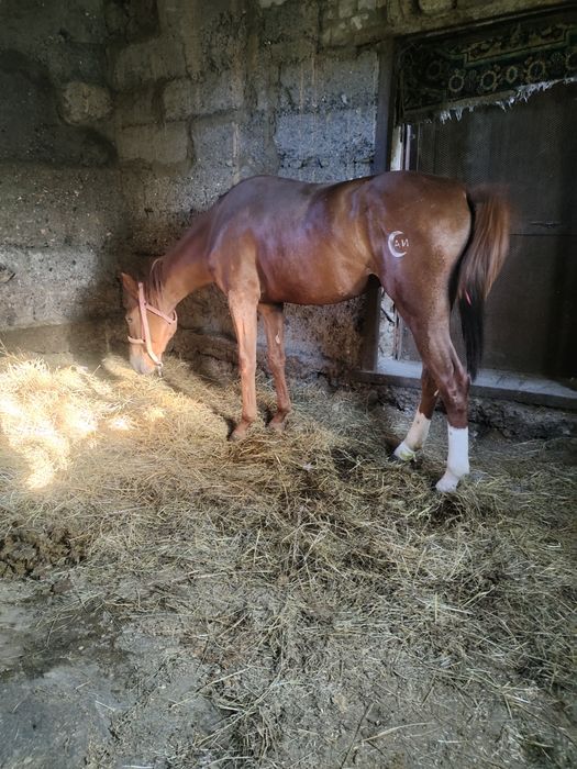 Продаётся англоарб кобылка