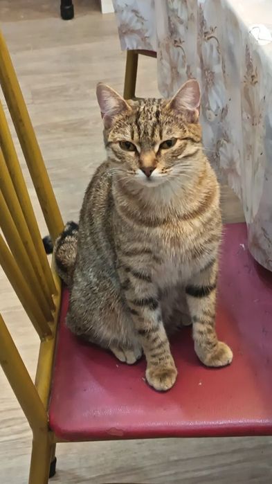 Потерялась кошка г. Астана