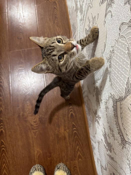 Котенок в добрые руки