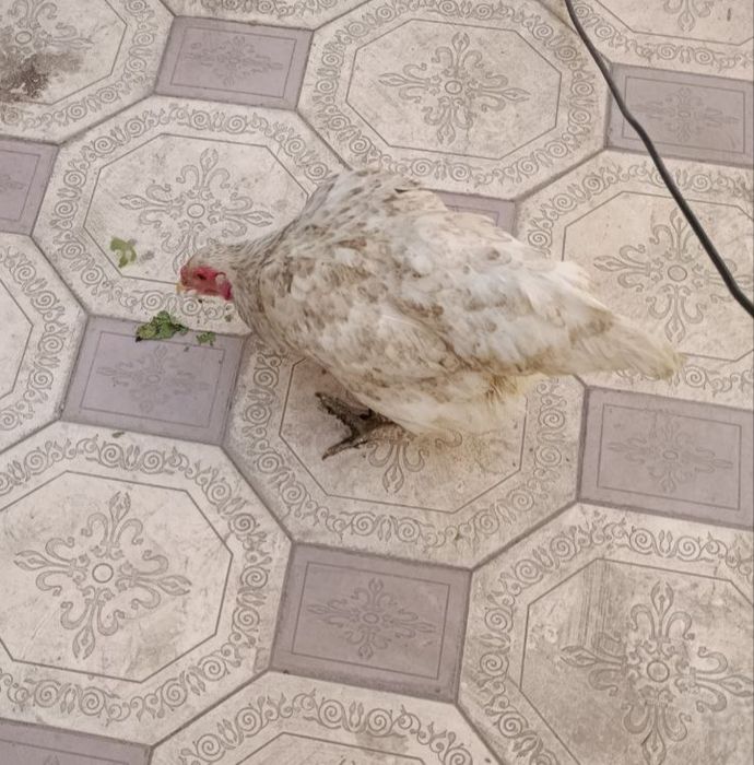 Tovuqlar va Horoz sotaman