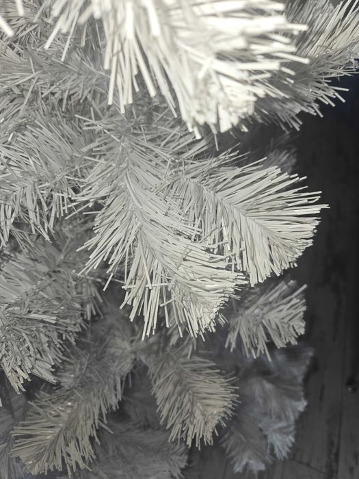 Елха бяла 150 см. за 20 евро