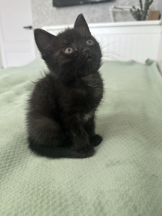 отдам в добрые руки котенка мальчик