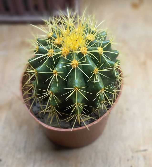 Продам комнатные растения