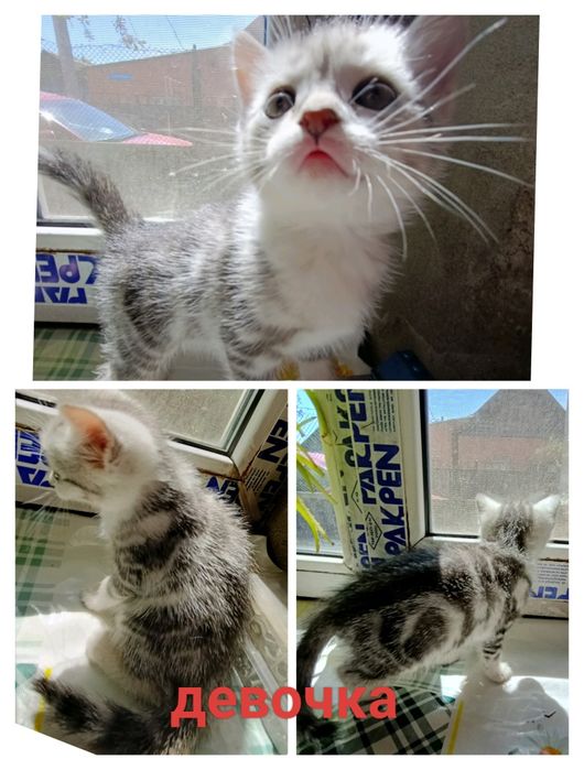 Котята очень ласковые