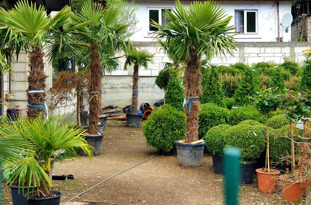 Palmieri de la 1.5m la 5m , rezistenti la -20, cycas, Washingtonia etc