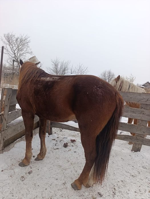 Продам жиребца 6 лет