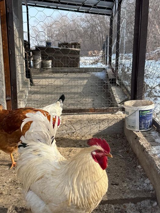 Продам молодого петуха