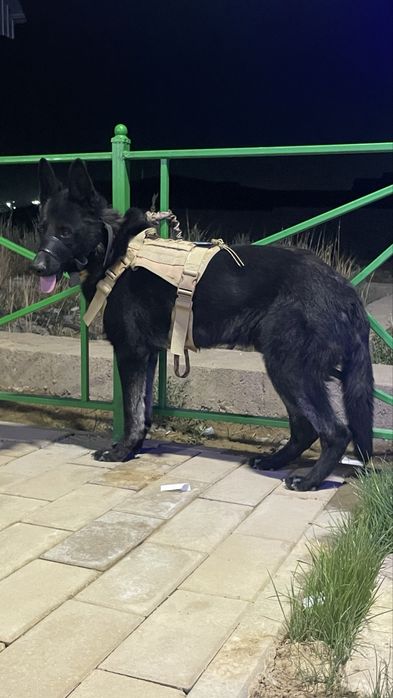 вязка. восточно европейская овчарка кобель