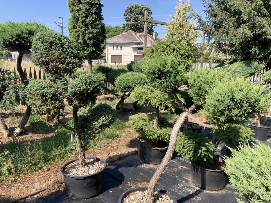 Bonsai exterior și plante ornamentale cu forme speciale – gamă premium