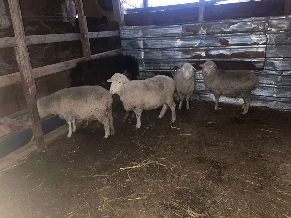 Продам 4-х баран