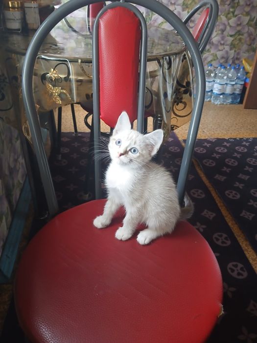 Отдам бесплатно котёнка