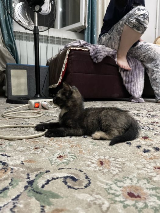 Котенки бесплатно