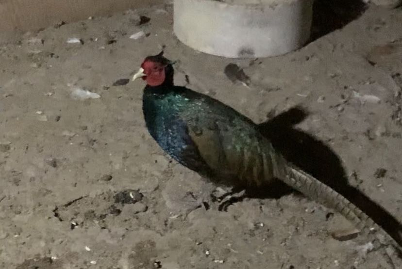 Продам фазана парочка