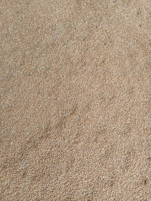 Orzoaica ,grâu,triticale și ovaz