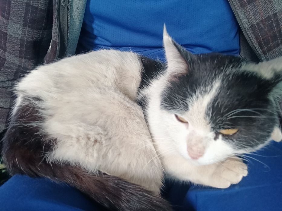 Mushuk sotiladi. 50000