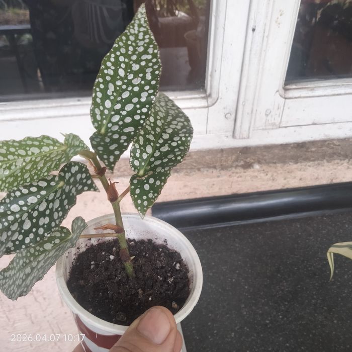 Бигоня сортовые о