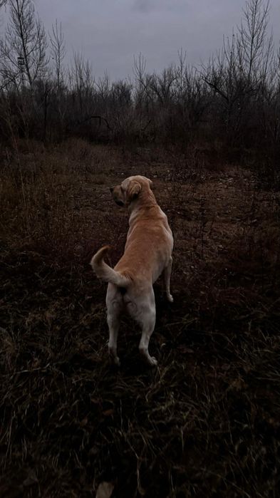 Убежал лабрадор. Возраст 6 лет