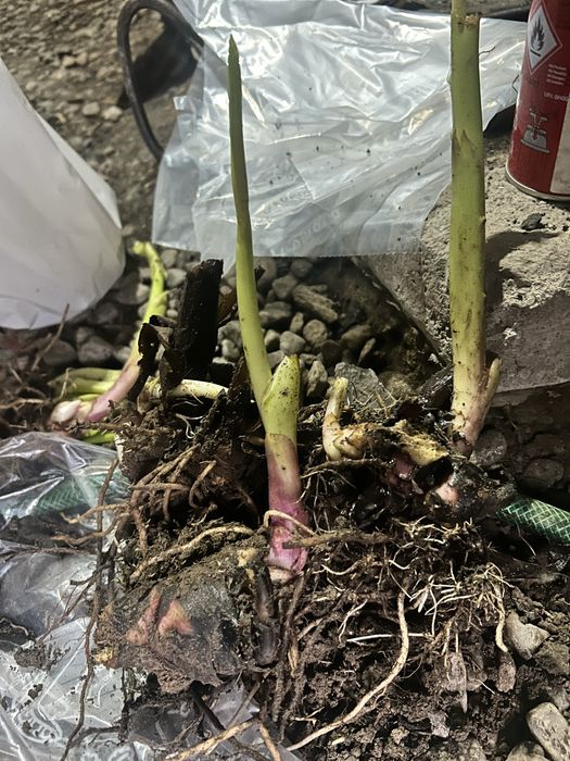 5 Bulbi Canna Indica , rosu