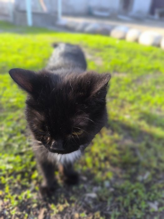 Отдам в хорошие руки