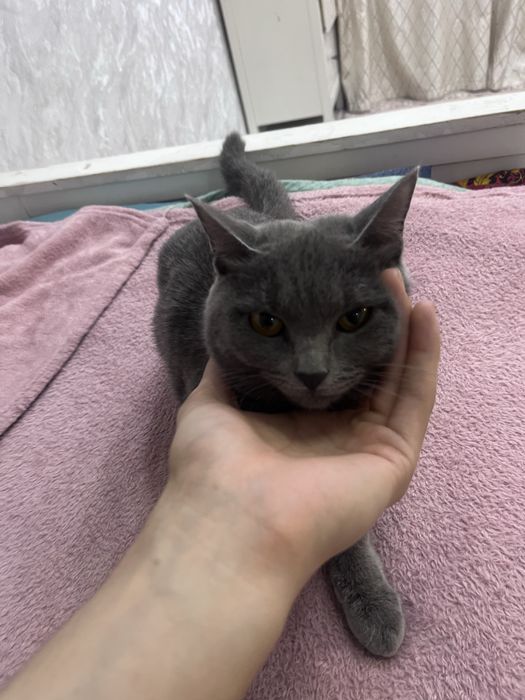 Кошка Британский