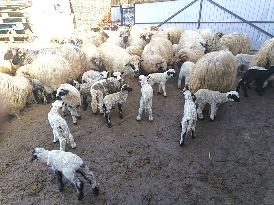 Vând 50 de oi cu miei lângă ele tinere miori și strămiori