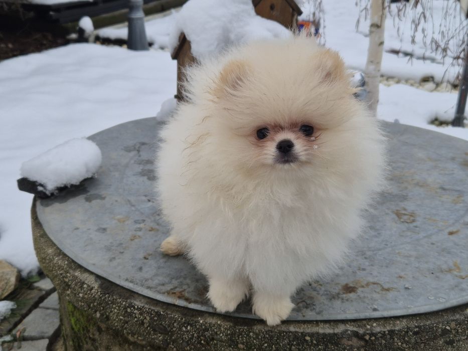 2 бели момчета  померани