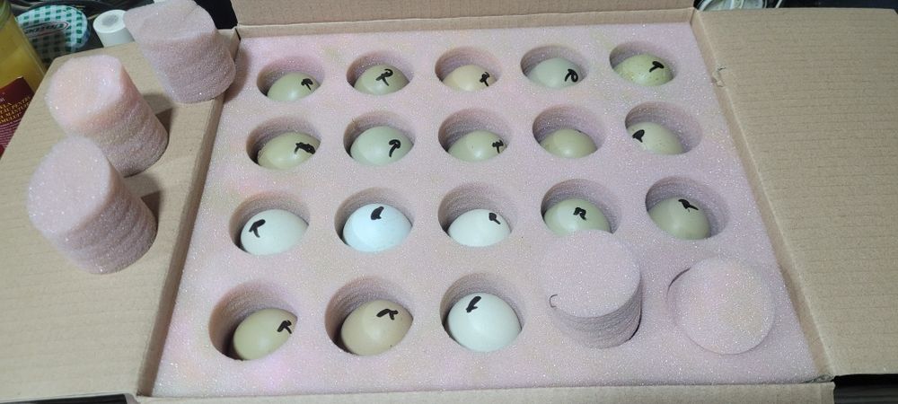 Ouă ptentru incubat de la găini motate și motate cu ouă verzi