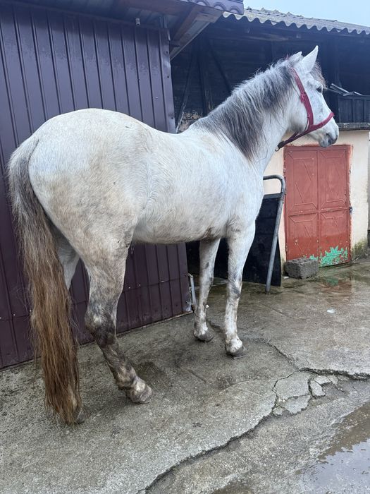 Iapă de 7 anii de vanzare