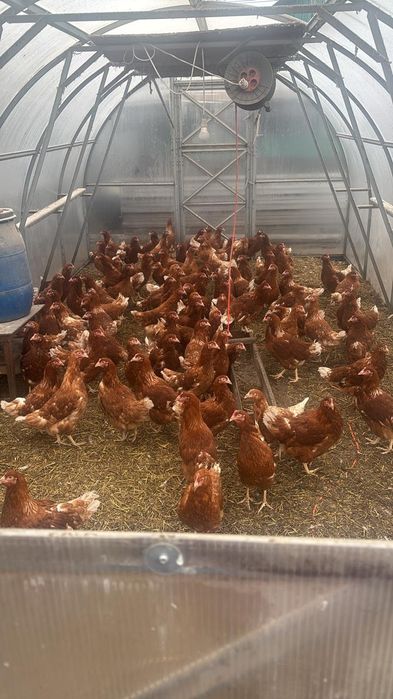 Продам кур молодок