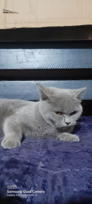 Mushuk British shorthair