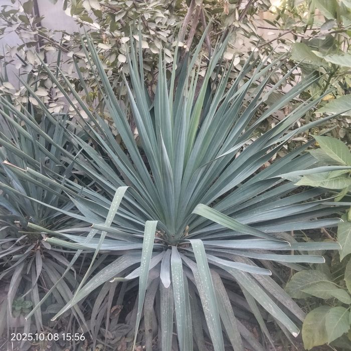 Юка огородный большые