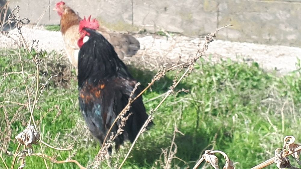 Қораздар. Былтырғы қораздар,тауық басады.3-4 штук тек қораздар сатылад