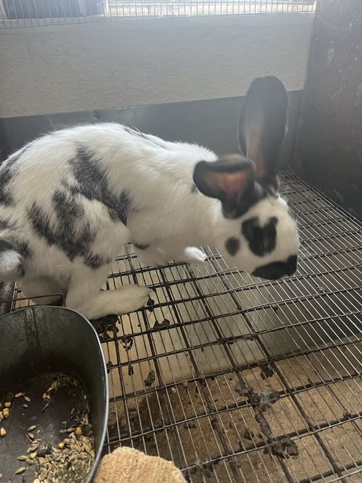 зайци за клане и разплод