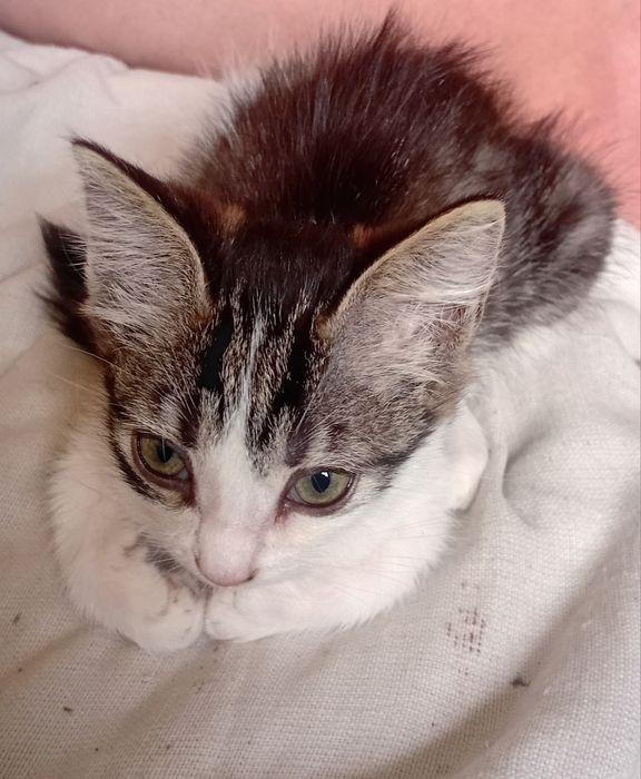 Продам шустрых котят мышеловы