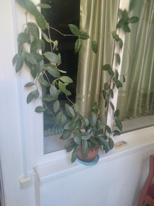 Комнатные цветы, банки