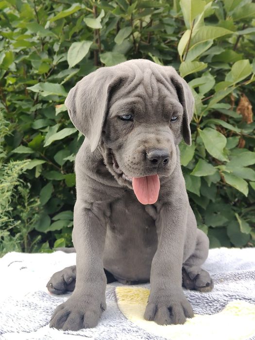 Щенки кане-корсо на продажу