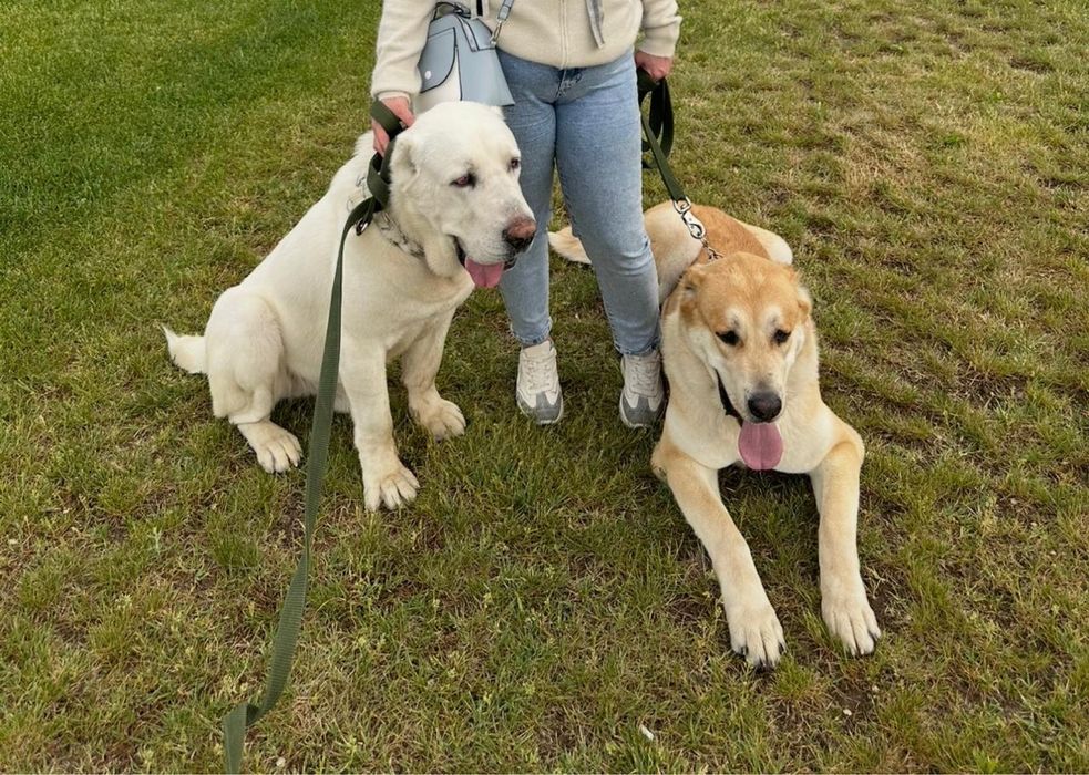 Продаются щенки алабай