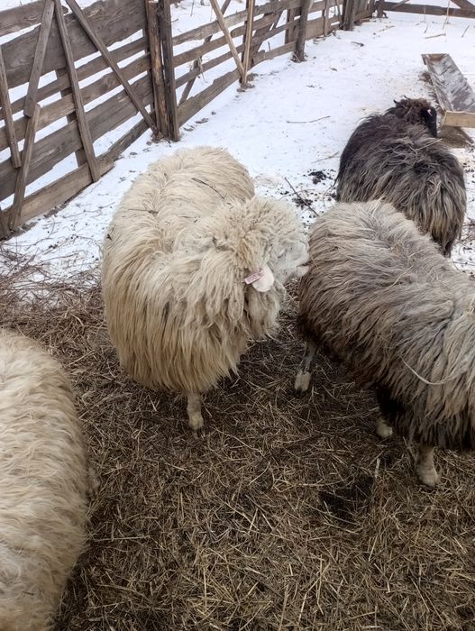 Vând berbec tânăr