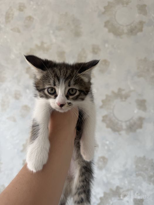 Скотиш фолд sotiladi