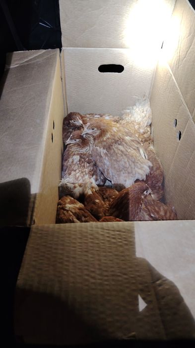 Продам курей. Молодки 3.5 месяца.