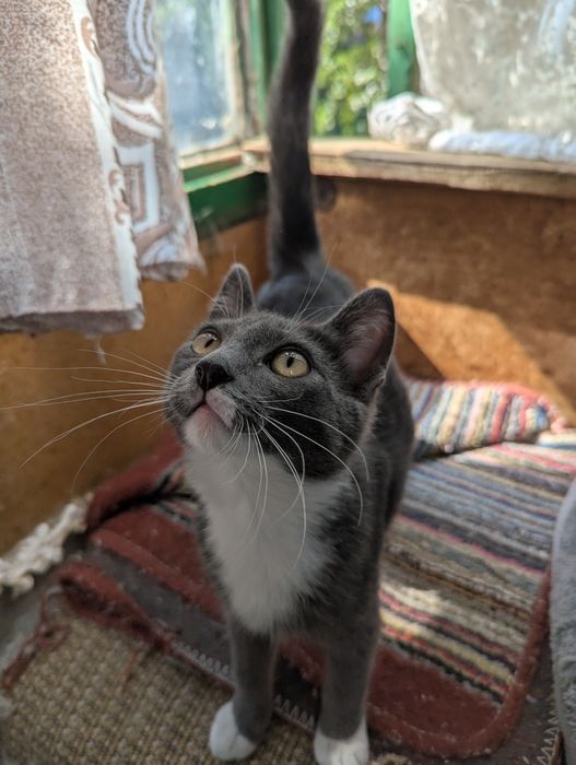 Котик ищет дом ,