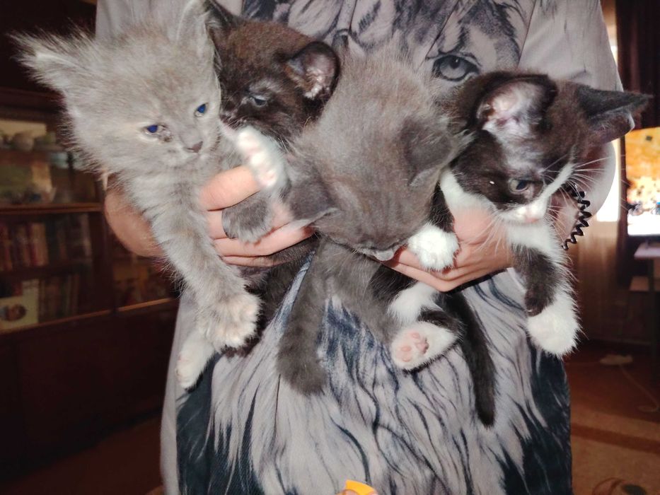 Отдадим очень красивых котят даром