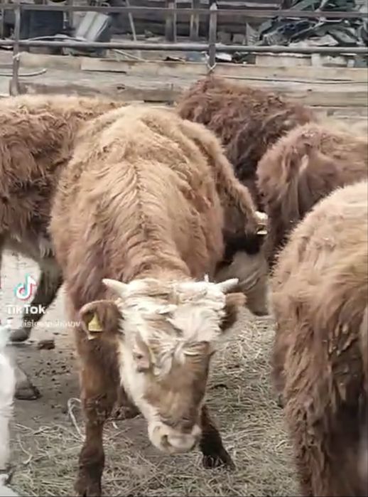 Бұқалар сатылады  Продаются быки