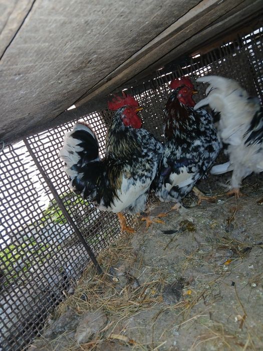 Disponibili 3 cocoșei de anu trecut !