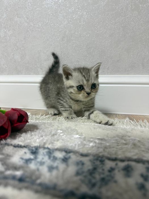 Продам котят скотиш страйт