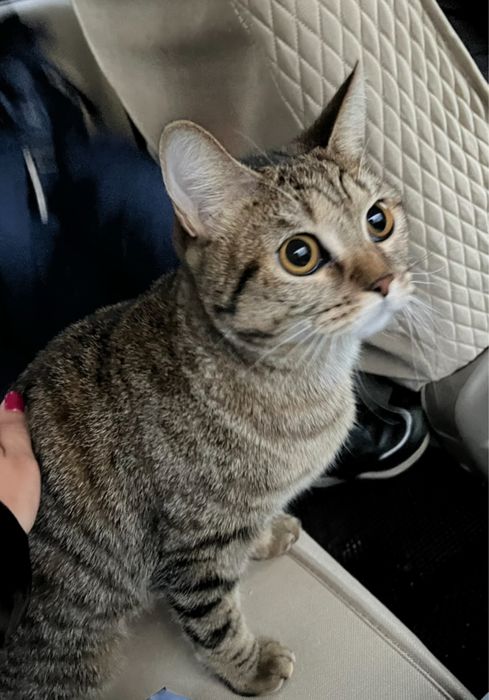 Кошка 2,5 года Караганда