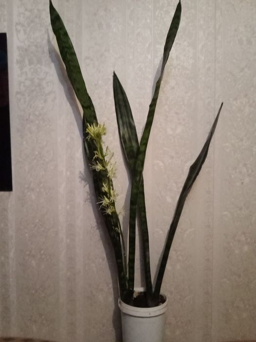 Сансевьерия, два вида .